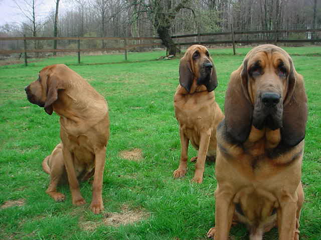 Bloodhounds_210.jpg