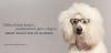 Poodle Warby Parker