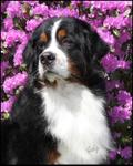 Bernese Mountain Dog 111