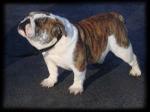 English Bulldog 230