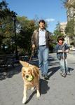 Golden Retriever 235