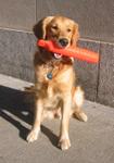 Golden Retriever 236