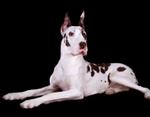 Great Dane 136