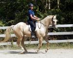 Horse Palomino 1015
