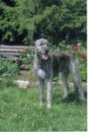 Irish Wolfhound 145
