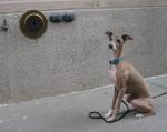 Italian Greyhound 239