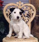Jack Russell 151