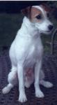 Jack Russell 152