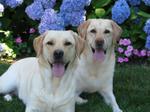 Labrador Retrievers 243