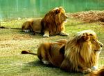 Lions 1114