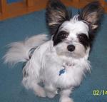 Mixed Breed 247