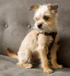 Mixed Breed 249