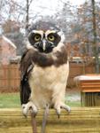 Owl Spectacled 3006