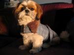 Shih Tzu 161