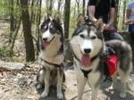 Siberian Huskies 190